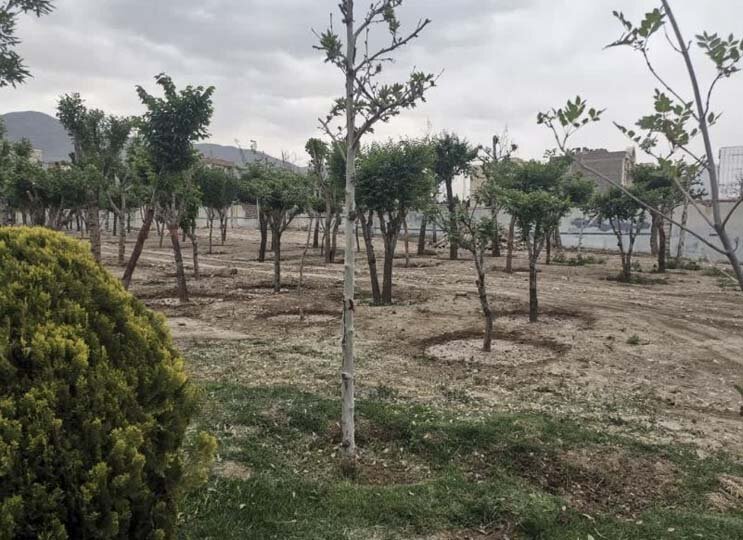 تخریب فضای سبز و هرگونه آسیب به درختان خط قرمز مدیریت شهری است