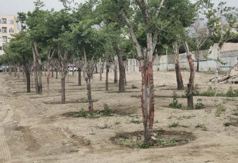 تخریب فضای سبز و هرگونه آسیب به درختان خط قرمز مدیریت شهری است