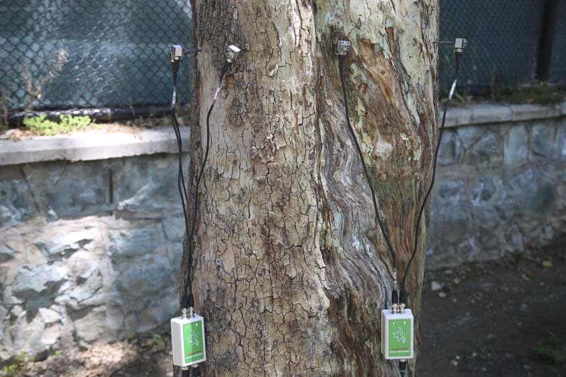 سلامت درختان کهنسال کرج با توموگرافی بررسی می‌شود