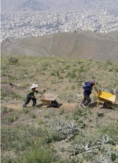 ۲۱ هزار اصله نهال در پروژه جنگلکاری بیجی کاشته شده است