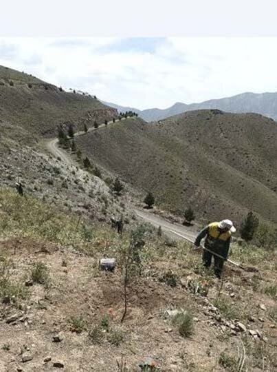 ۲۱ هزار اصله نهال در پروژه جنگلکاری بیجی کاشته شده است