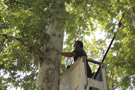 آغاز عملیات اجرایی حذف تنه‌جوش و پاجوش درختان مناطق ۱۰گانه کرج