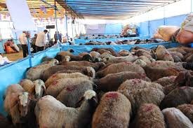 ایجاد ۸ جایگاه عرضه و ذبح بهداشتی دام در کرج 1
