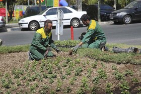 استقبال از پاییز با شکوفایی گل‌های داوودی در شهر کرج