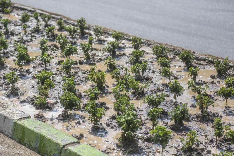 استقبال از پاییز با شکوفایی گلهای داوودی در شهر کرج