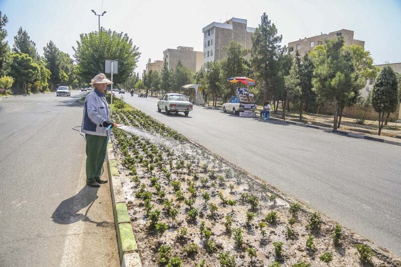 استقبال از پاییز با شکوفایی گلهای داوودی در شهر کرج
