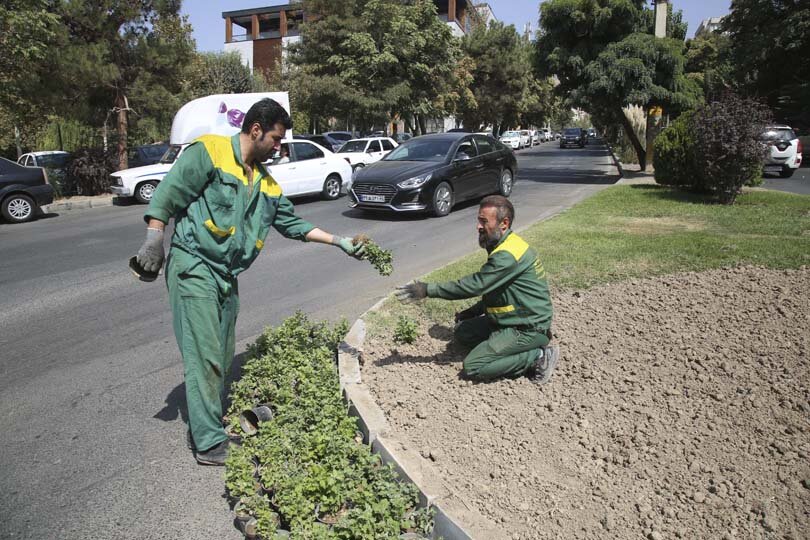 استقبال از پاییز با شکوفایی گلهای داوودی در شهر کرج