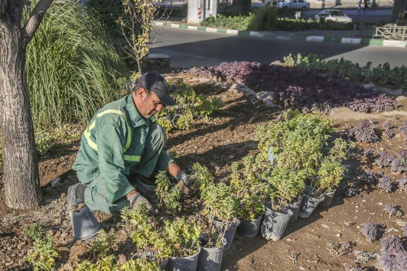 استقبال از پاییز با شکوفایی گلهای داوودی در شهر کرج