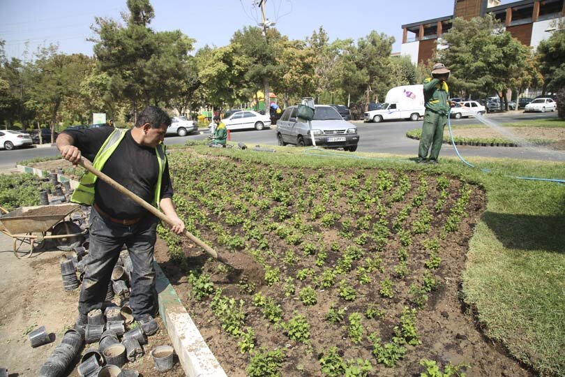 استقبال از پاییز با شکوفایی گل‌های داوودی در شهر کرج