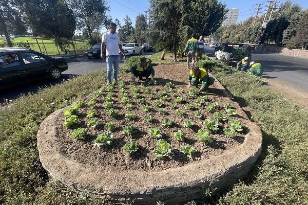 کاشت بیش از ۳۰ هزار بوته گل فصلی پاییزه در معابر و بوستان‌های سطح منطقه ۳ کرج