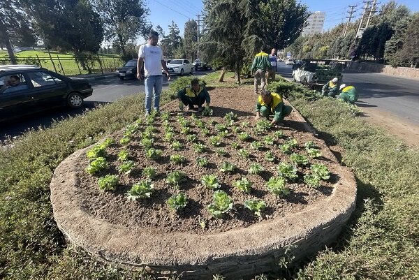 کاشت بیش از ۳۰ هزار بوته گل فصلی پاییزه در معابر و بوستانهای سطح منطقه ۳ کرج