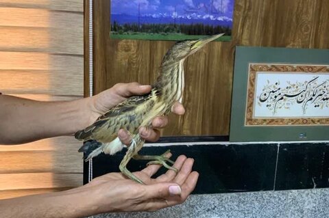 نجات پرنده کمیاب به دست آتشنشانان کرجی نجات حیوان کمیاب بوتیمار - کراپشده