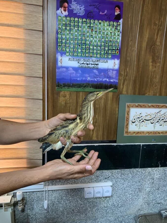 نجات پرنده کمیاب به دست آتشنشانان کرجی