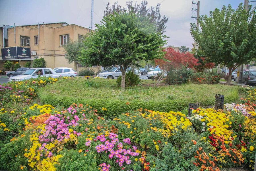 ۳۵۰هزار بوته گل داوودی در شهرکرج شکوفا شد