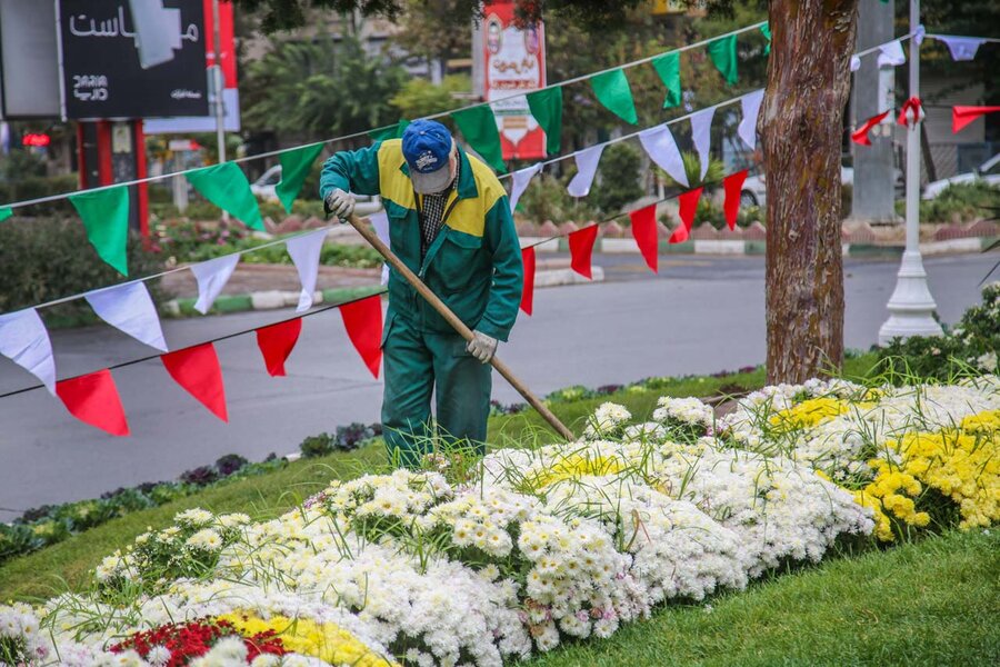 ۳۵۰‌هزار بوته گل داوودی در شهرکرج شکوفا شد