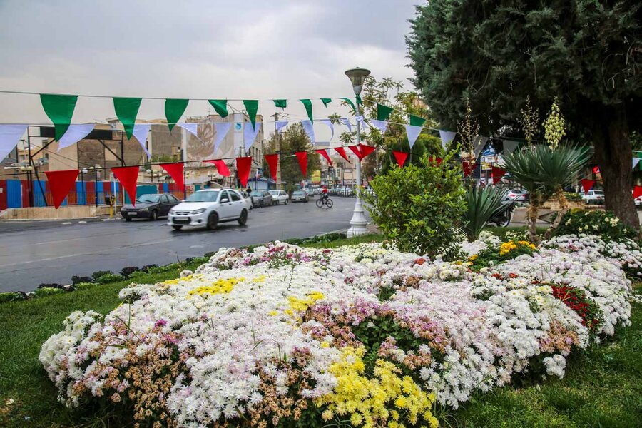 ۳۵۰هزار بوته گل داوودی در شهرکرج شکوفا شد