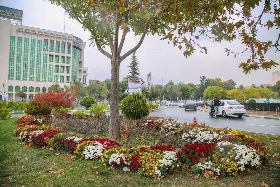 ۳۵۰هزار بوته گل داوودی در شهرکرج شکوفا شد