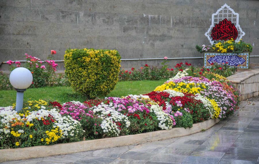 ۳۵۰هزار بوته گل داوودی در شهرکرج شکوفا شد