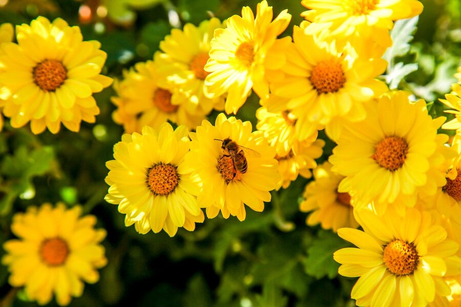 ۳۵۰هزار بوته گل داوودی در شهرکرج شکوفا شد