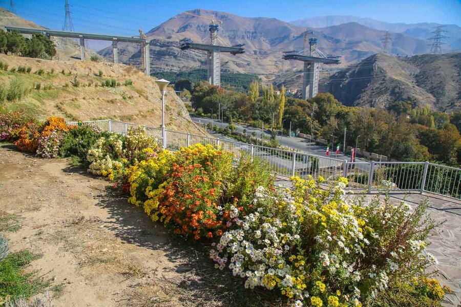 ۳۵۰هزار بوته گل داوودی در شهرکرج شکوفا شد