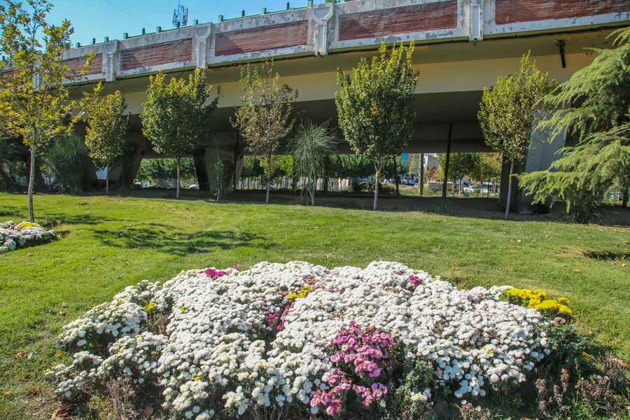 ۳۵۰هزار بوته گل داوودی در شهرکرج شکوفا شد