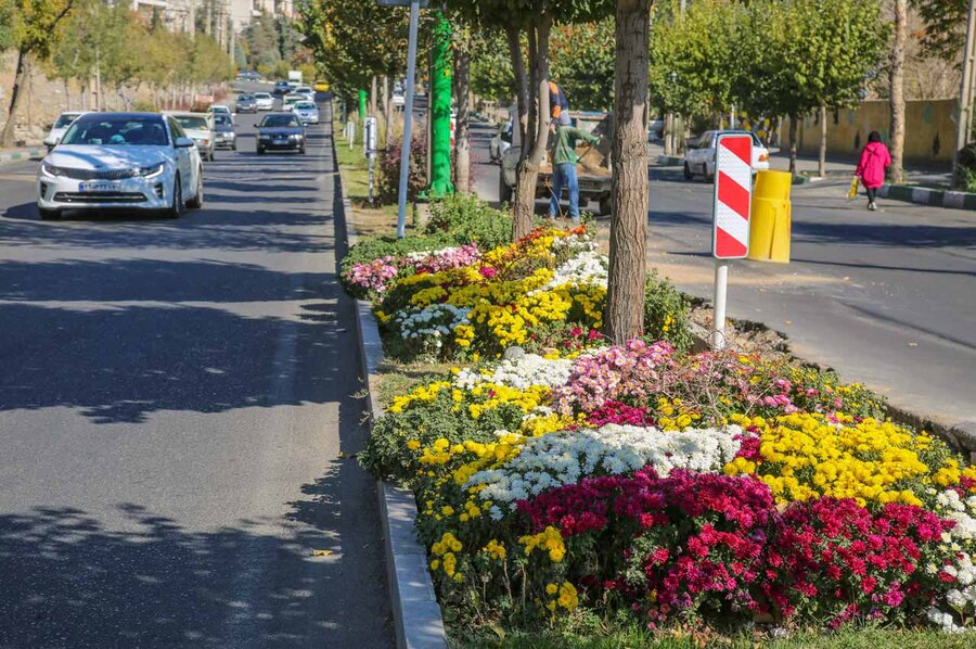 ۳۵۰هزار بوته گل داوودی در شهرکرج شکوفا شد