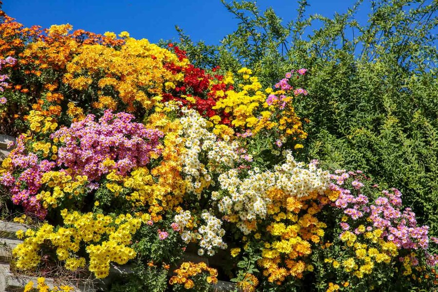 ۳۵۰هزار بوته گل داوودی در شهرکرج شکوفا شد