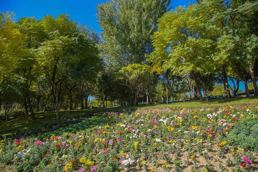 ۳۵۰هزار بوته گل داوودی در شهرکرج شکوفا شد