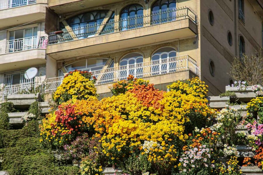 ۳۵۰هزار بوته گل داوودی در شهرکرج شکوفا شد