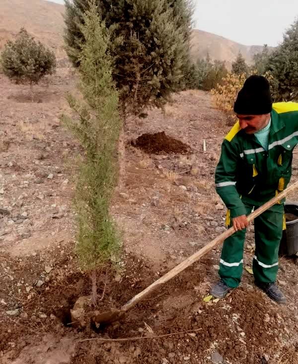 تکمیل کاشت بیش از ۲۰۰۰ اصله نهال در پروژه جنگلکاری کلاک و خلج آباد