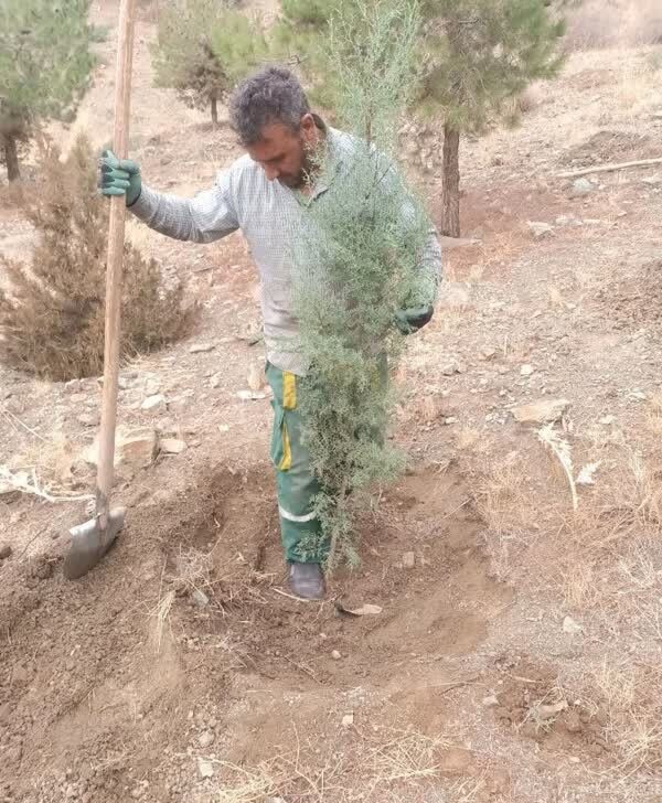 تکمیل کاشت بیش از ۲۰۰۰ اصله نهال در پروژه جنگلکاری کلاک و خلج آباد