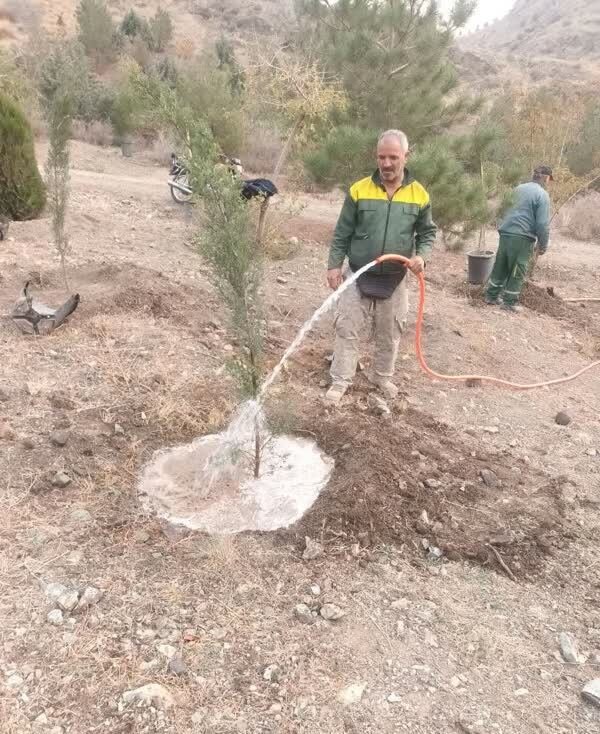 تکمیل کاشت بیش از ۲۰۰۰ اصله نهال در پروژه جنگلکاری کلاک و خلج آباد
