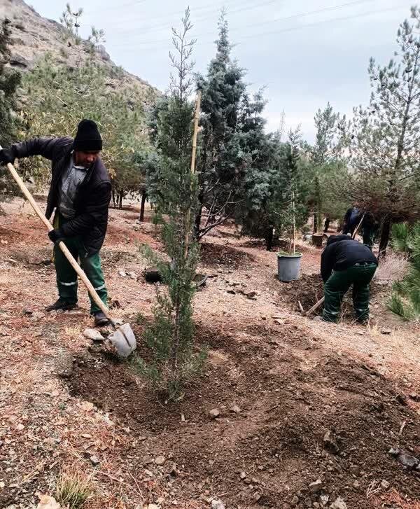 تکمیل کاشت بیش از ۲۰۰۰ اصله نهال در پروژه جنگلکاری کلاک و خلج آباد