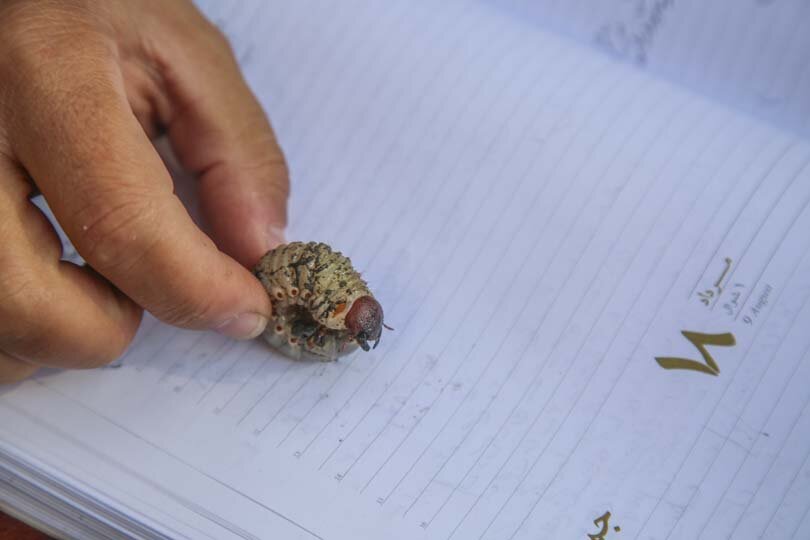 آیندهای سبز برای چنارهای کرج