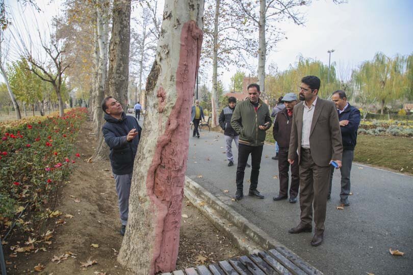 آیندهای سبز برای چنارهای کرج