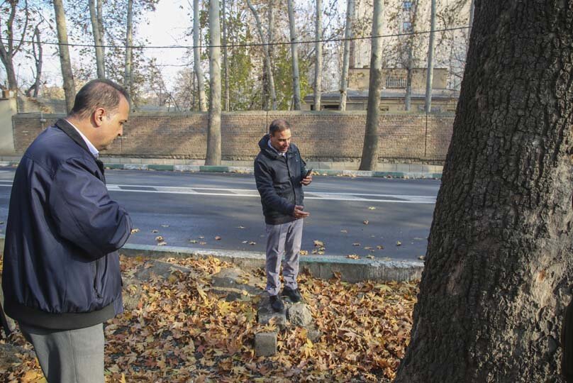 آیندهای سبز برای چنارهای کرج