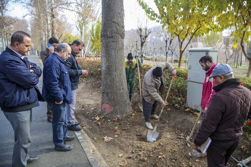 آیندهای سبز برای چنارهای کرج