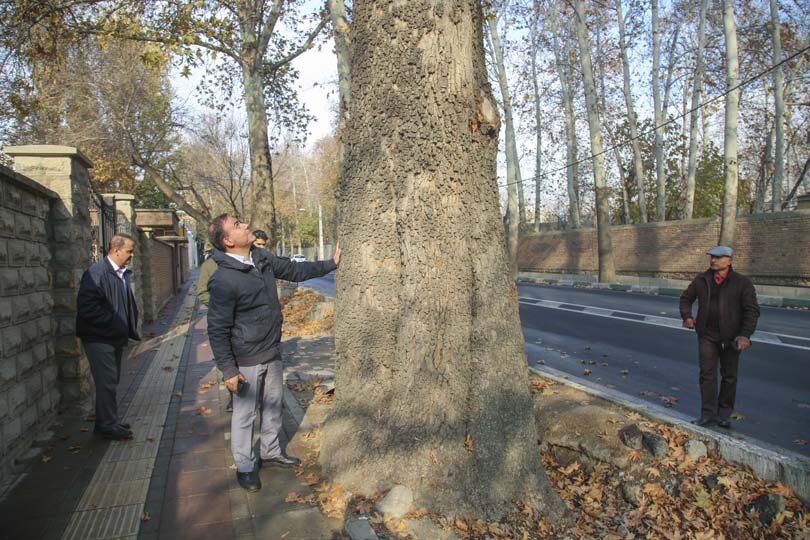 آیندهای سبز برای چنارهای کرج