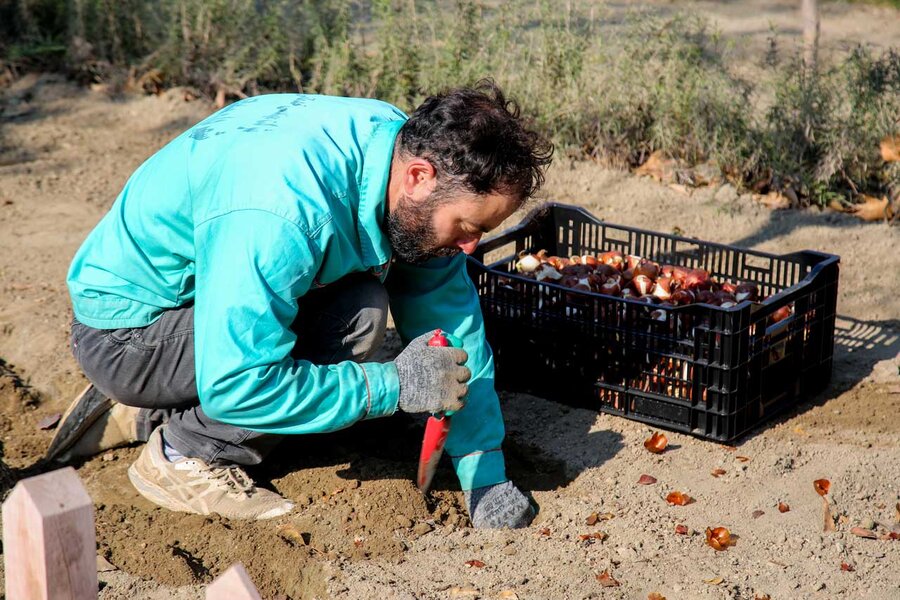 کاشت بیش از۱۵۰ هزار پیاز لاله در باغ گلهایِ کرج آغاز شد