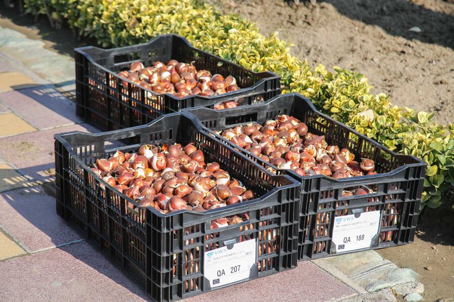 کاشت بیش از۱۵۰ هزار پیاز لاله در باغ گلهایِ کرج آغاز شد