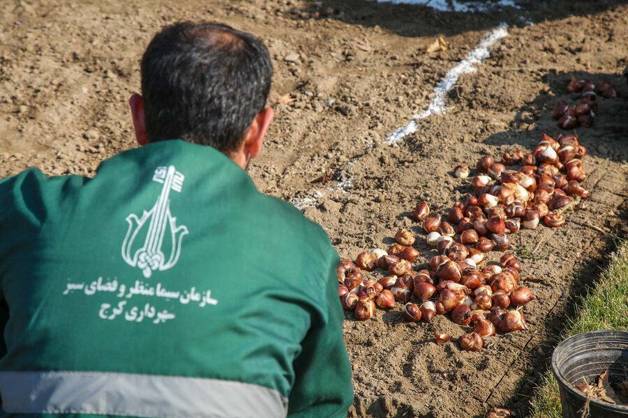 کاشت بیش از۱۵۰ هزار پیاز لاله در باغ گلهایِ کرج آغاز شد