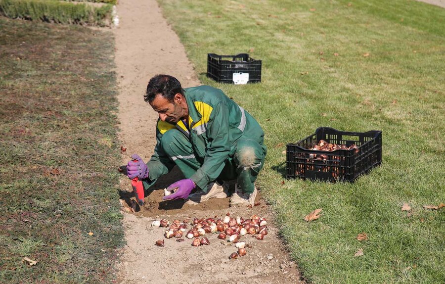 کاشت بیش از۱۵۰ هزار پیاز لاله در باغ گلهایِ کرج آغاز شد
