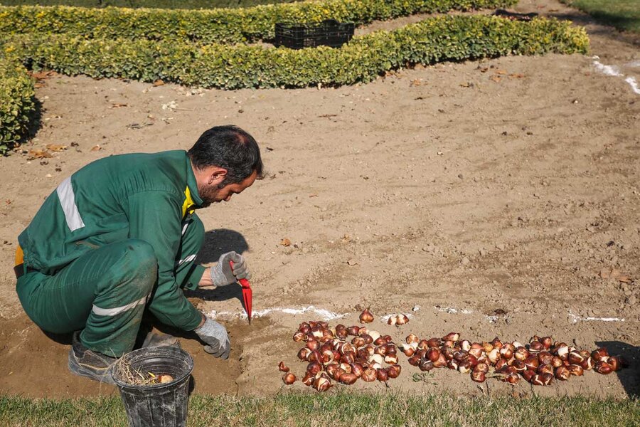 کاشت بیش از۱۵۰ هزار پیاز لاله در باغ گلهایِ کرج آغاز شد