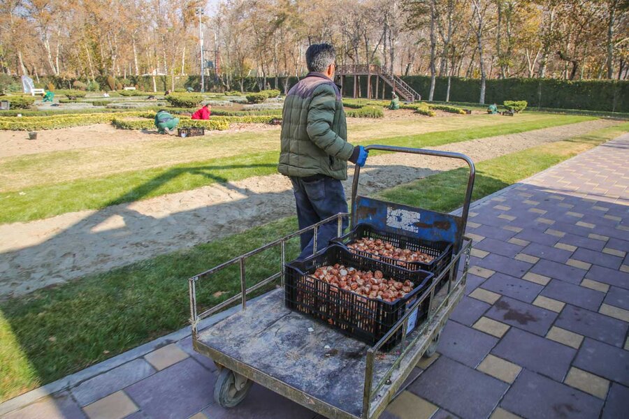 کاشت بیش از۱۵۰ هزار پیاز لاله در باغ گلهایِ کرج آغاز شد