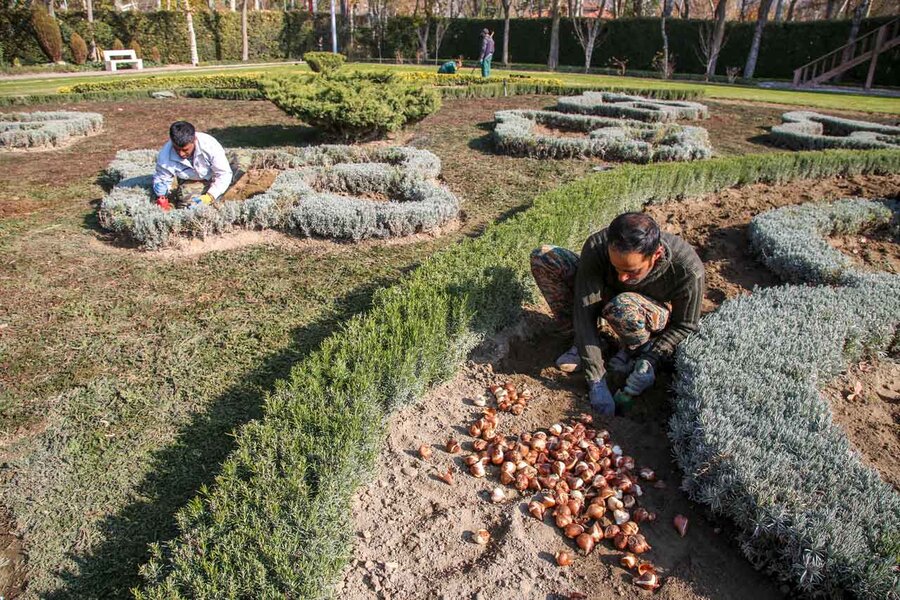 کاشت بیش از۱۵۰ هزار پیاز لاله در باغ گلهایِ کرج آغاز شد