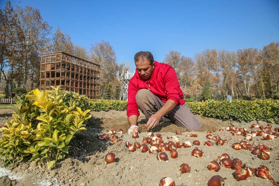 کاشت بیش از۱۵۰ هزار پیاز لاله در باغ گلهایِ کرج آغاز شد