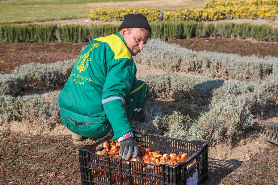 کاشت بیش از۱۵۰ هزار پیاز لاله در باغ گلهایِ کرج آغاز شد
