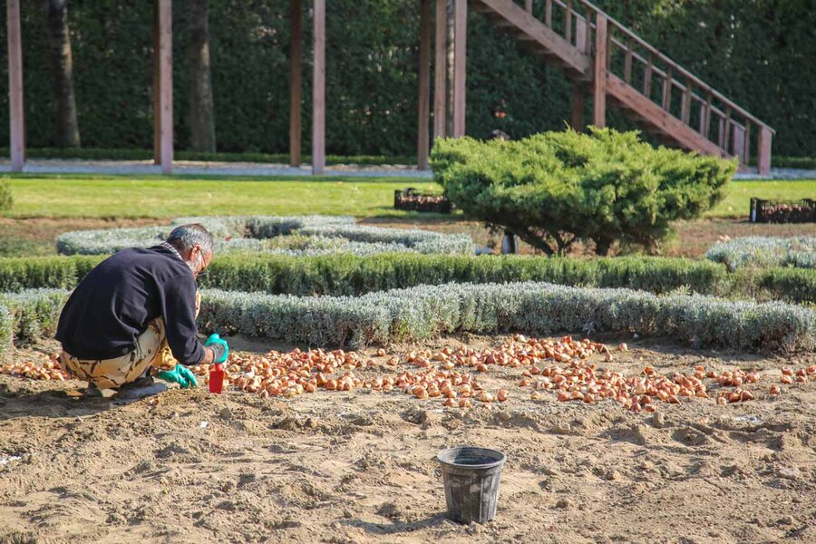 کاشت بیش از۱۵۰ هزار پیاز لاله در باغ گلهایِ کرج آغاز شد