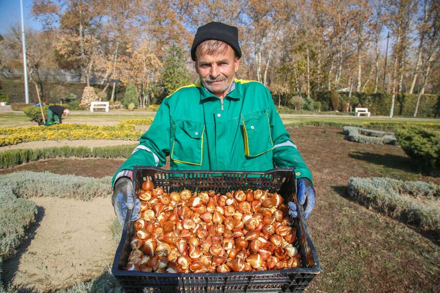 کاشت بیش از۱۵۰ هزار پیاز لاله در باغ گلهایِ کرج آغاز شد