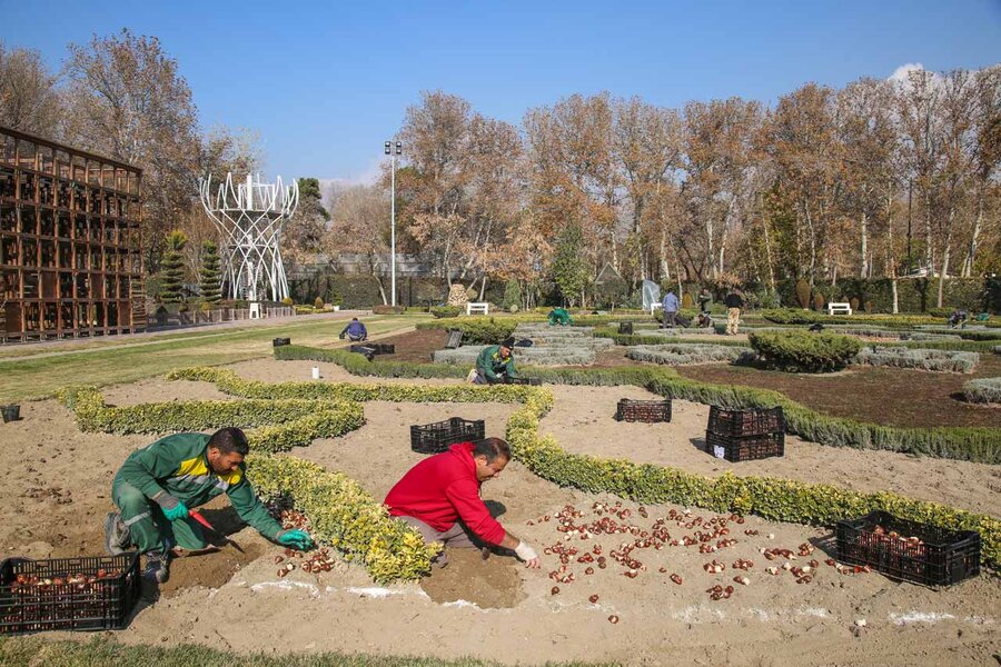 کاشت بیش از۱۵۰ هزار پیاز لاله در باغ گلهایِ کرج آغاز شد